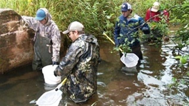 Mort massive de poissons à l'Île-du-Prince-Édouard