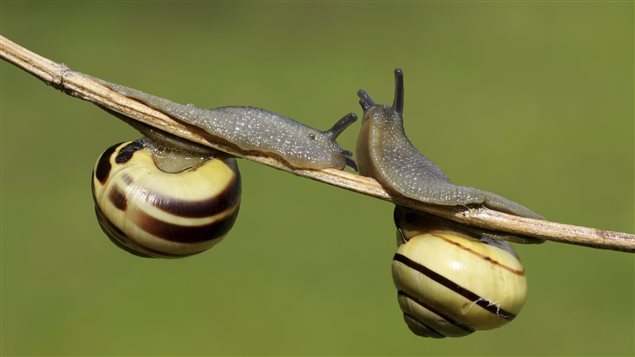 Deux escargots des haies (Cepeae nemoralis) Deux escargots des haies (Cepeae nemoralis)