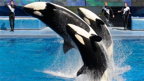 Des orques au parc SeaWorld d’Orlando, en Floride, en 2011