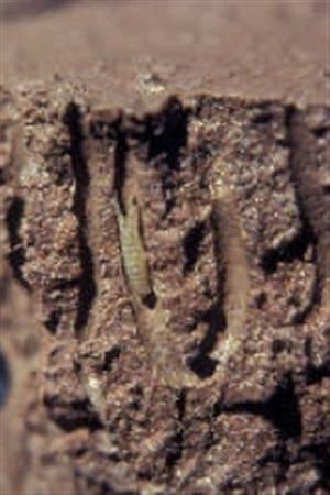Corophium volulator femelle