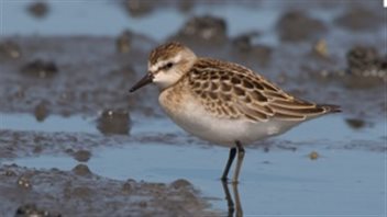 La bécasse (sand piper) se nourrit d'invertébrés qu'elle chasse dans la boue de la baie de Fundy