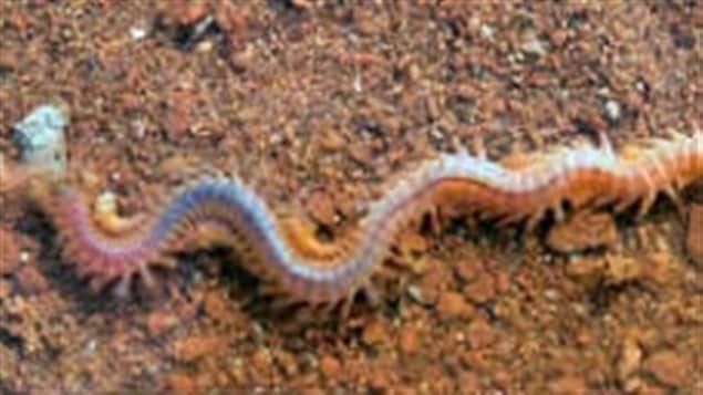 Hediste diversicolor, ou gravette de la Baie de Fundy entre le Nouveau-Brunswick et la Nouvelle-Écosse  