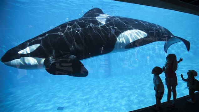 Un orque nage dans son bassin au parc SeaWorld de San Diego sous le regard de jeunes enfants. 