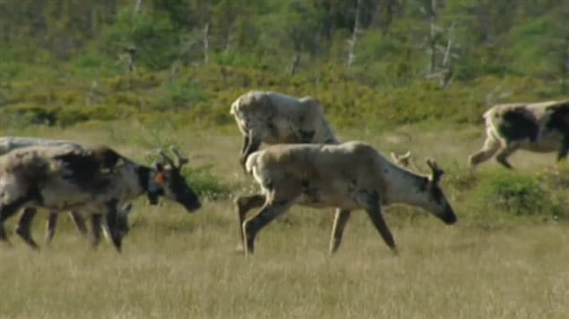 Boreal caribou are listed as threatened under Canada’s Species At Risk Act.
