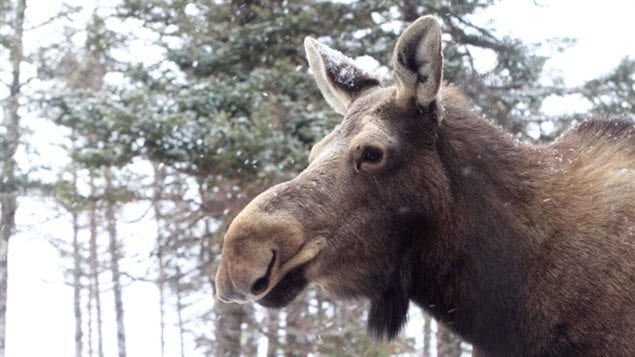 Moose are alive and well and thriving in New Brunswick, but a threatened species in neighbouring Nova Scotia.