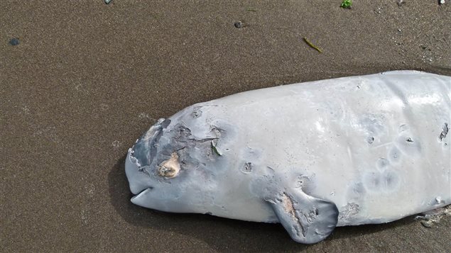 Carcasse de béluga retrouvée à Rivière-Ouelle