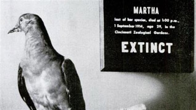 Martha, l'ultime tourte voyageuse Martha, l'ultime tourte voyageuse