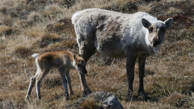Une femelle caribou et son veau