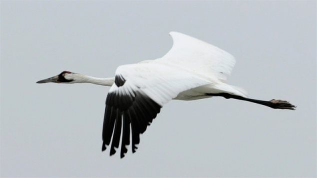 The recovery of the parks' whooping cranes is listed as a bright spot in the report.