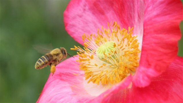 Neonicotinoids are absorbed into the plant and so are present in pollen which the bees collect. Studies have shown that bees exposed to neonicotinoid pesticides have smaller colonies, may not eat properly or at all, have trouble navigating and may die after getting lost