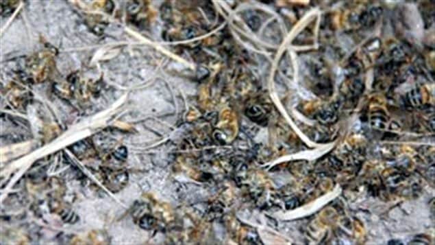 Beekeeper David Schuit says literally thousands of dead bees littered the ground in 2013 around his hives in Elmwood Ontario.