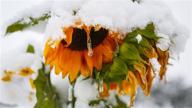 La neige force ces tournesols à regarder par terre