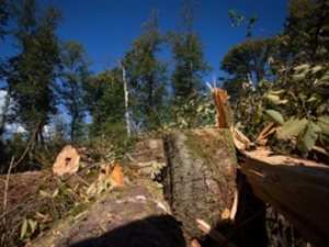Des arbres abattus en septembre par des employés de Kinder Morgan dans l'aire de conservation de la montagne Burnaby.