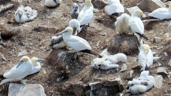 Climate change and abnormal behaviour of gannets – RCI