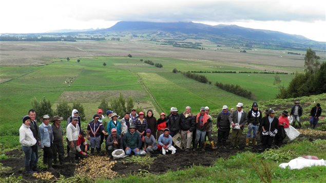 Escuela de Campo de Agricultores en Nariño, Colombia. Agricultores cosechando el producto de la investigación participativa.