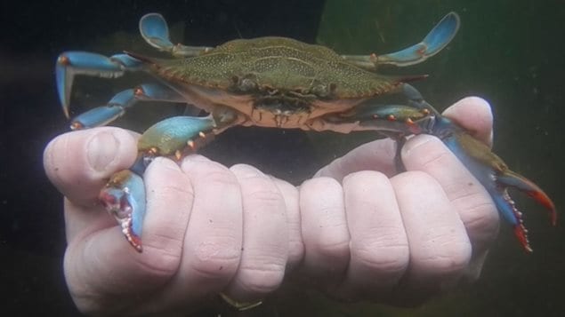 Le crabe bleu de l'Atlantique pourrait être le sauveur de la zostère contre les attaques du crabe vert destructeur  