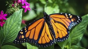Papillon monarque