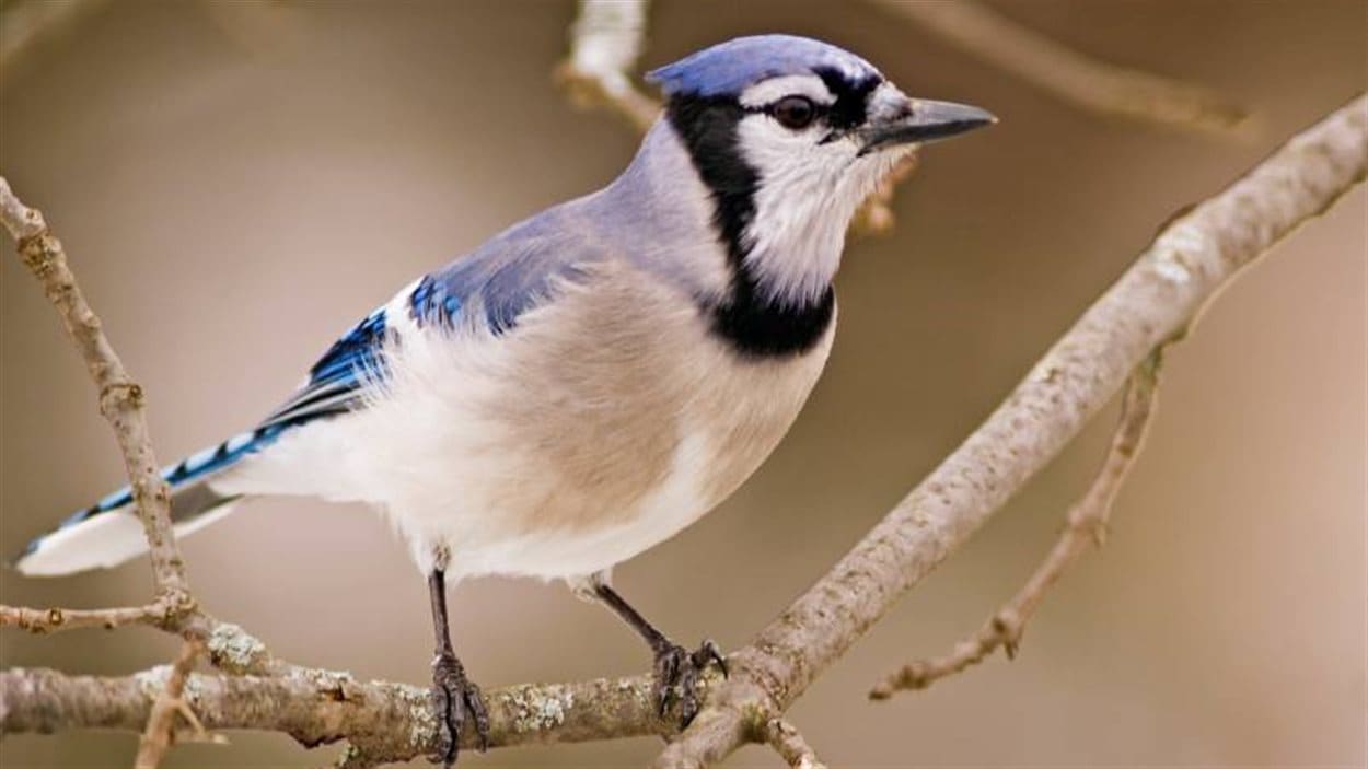 Oiseaux Du Québec - Guide D'identification Jean Paquin