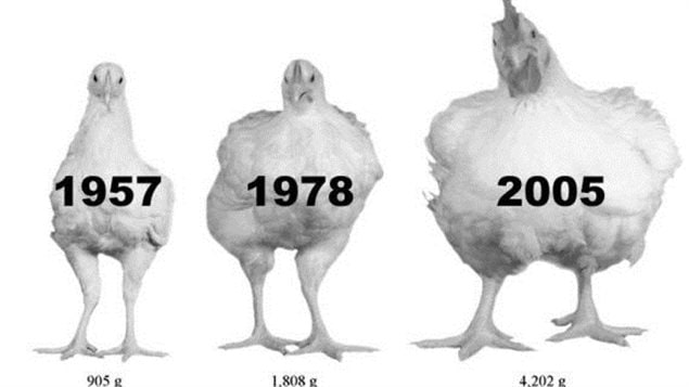 Les chercheurs ont analysé la croissance de 540 poulets de trois souches différentes : deux souches de 1957 et de 1978 qui proviennent du Contrôle des viandes de l'Université de l'Alberta et une souche commerciale de 2005.