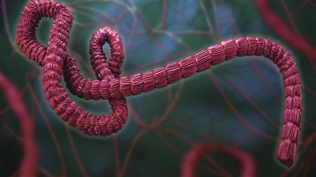Le virus Ebola en éprouvette
