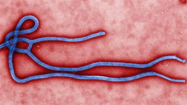 Le virus d'Ebola