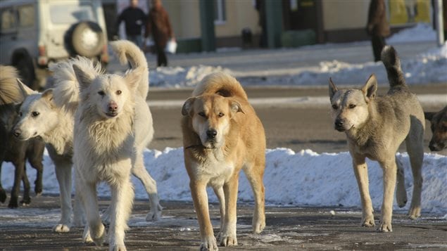 Des défis de taille pour le contrôle des populations de chiens errants dans le Nord