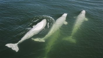 Belugas, like these, are among the many marine mammals that live in the rich ecosystem of Lancaster Sound.