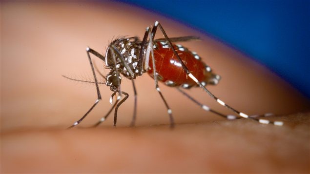 Le chikungunya est une maladie qui se transmet aux humains par la piqûre d'un moustique infecté Le chikungunya est une maladie qui se transmet aux humains par la piqûre d'un moustique infecté