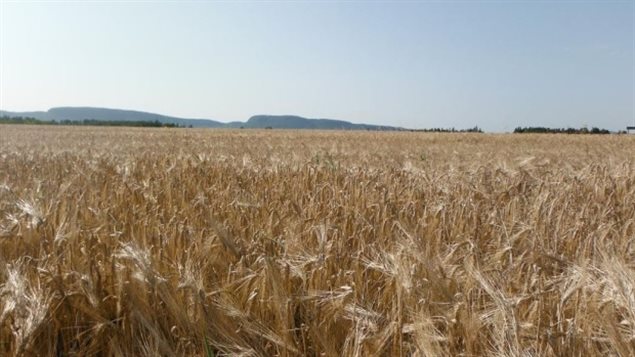 Du blé prêt à être récolté dans la région de Thunder Bay en Ontario pour la Banque canadienne de grains