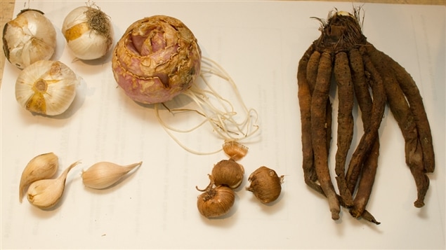 De gauche à droite et de haut en bas : l’allium « purple sensation », la fritillaire impériale, l’eremurus, l’iris et le crocus hâtif De gauche à droite et de haut en bas : l’allium « purple sensation », la fritillaire impériale, l’eremurus, l’iris et le crocus hâtif