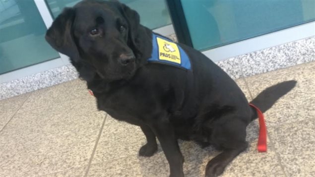 Hawk est un chien formé spécialement pour soutenir les personnes qui ont vécu des traumatismes.