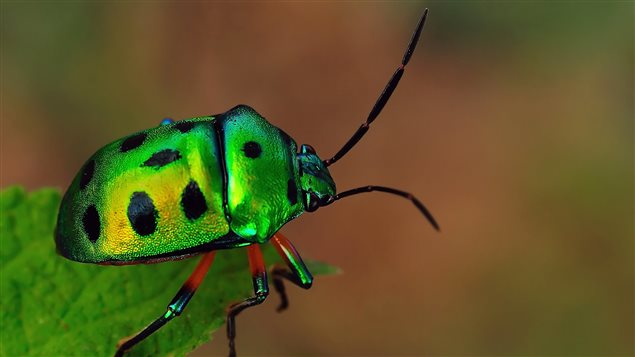 Escarabajo verde.