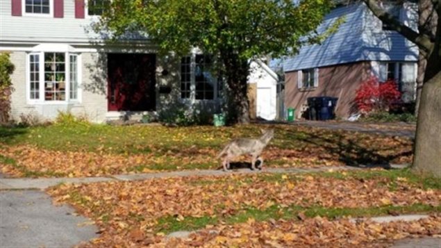 A coyote seen walking in front of a residence in Scarborough, Ontario.