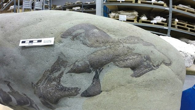 Fossile de dinosaure mis au jour après les inondations de 2013 dans le sud de l’Alberta