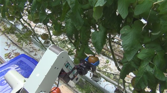 Ce robot, mis au point par un chercheur de l'Université de Guelph, peut cueillir des tomates.