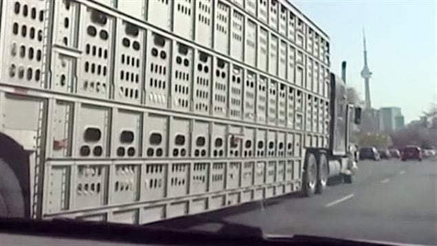 transport animaux transport animaux