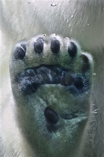 Dessous de patte d'ours polaire