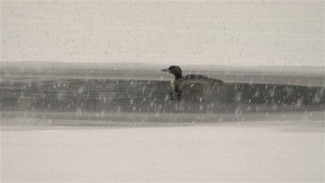 Un huard prisonnier des eaux glacées. Bien qu’il vole rapidement une fois dans les airs, le huard a besoin de parcourir une longue distance sur l’eau d'un lac pour réussir à faire voler son corps lourd. Il est tout aussi maladroit lors de l’atterrissage, frappant l’eau à grande vitesse et en utilisant l’eau devant lui pour s’arrêter. 