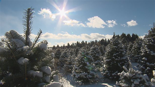 Le Québec produit environ 1,2 million d’arbres de Noël naturels par année. 