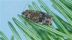 Tordeuse de bourgeon d'épinette, le papillon