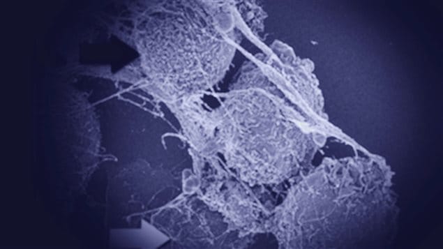 Cellules au microscope