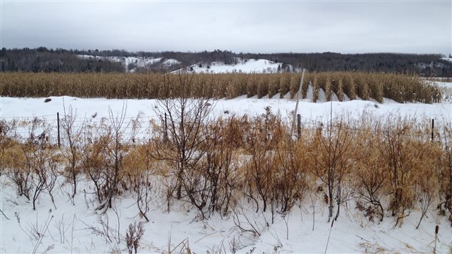 rencontre abitibi témis