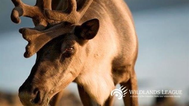Le caribou des forêts: attention danger dans le nord-ouest de l’Ontario