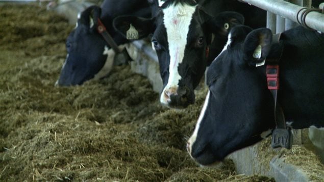 Las autoridades investigan la forma en la que el animal fue infectado.
