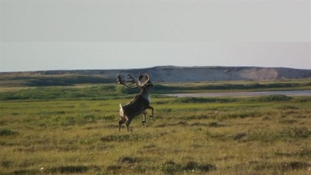 Chasse au caribou dans le Nord du Québec : l’interdiction hante toujours la toundra et les pourvoiries 