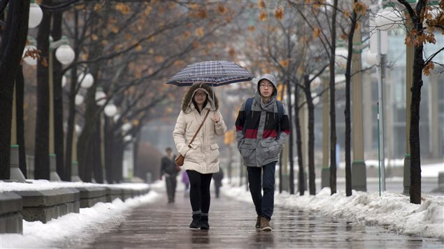 A couple walks in the rain on Christmas Eve in Ottawa. A lot of Canadians across the country will be joining them in the hoisting of umbrellas. We see a man and a woman dressed in winter jackets walking along the path between a row of high trees. The girl (on the left) is under an umbrella. There's just a touch of slushy snow under the trees. Their path appears very wet, gleaming with moisture.