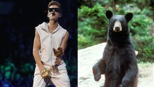 How did Canadian pop star Justin Bieber get into a story about a bear that went viral? Canadian journalist Craig Silverman found out. A photo on the left shows Justin Bieber in concert, dressed in white and wearing dark glasses, grabbing himself in a lewd manner. On the right is a photo of a peaceful black bear sitting up and staring at the camera. 