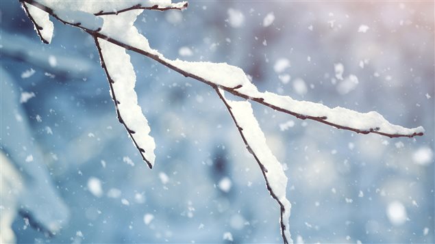 Branche couverte de neige Branche couverte de neige