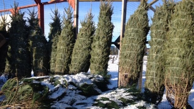 Des sapins de Noël à Regina.