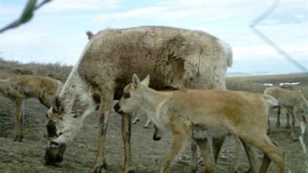 Une femelle caribou et son veau